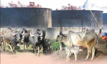 The Yogi CM stopped slaughterhouse after the second day, five thousand people unemployed