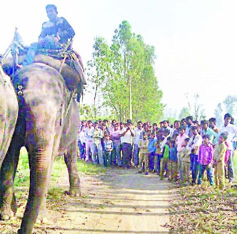 Tiger created cattle in a cattle store