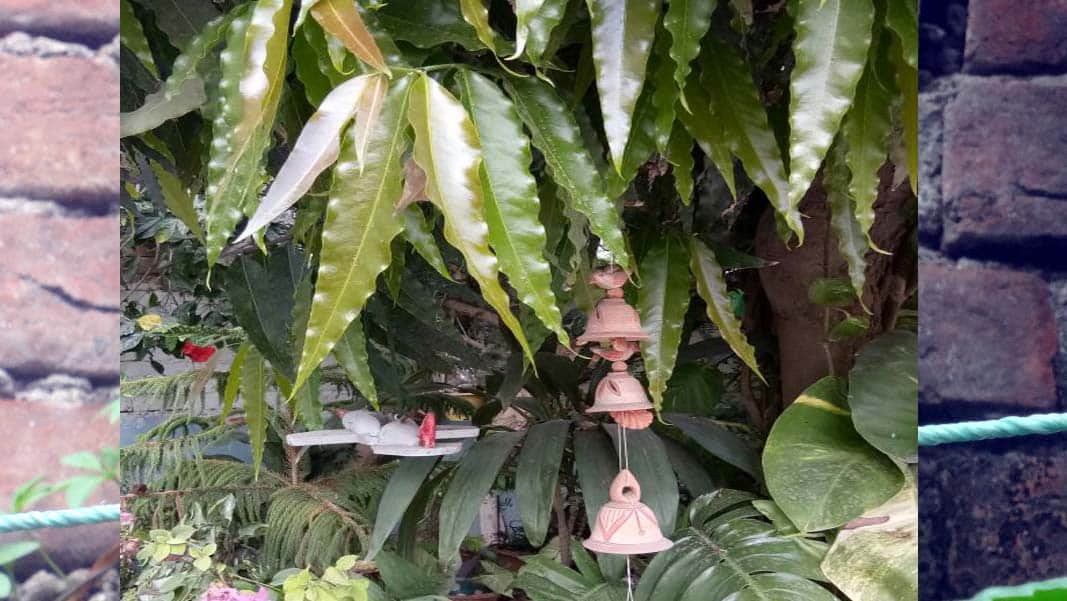 world sparrow day story