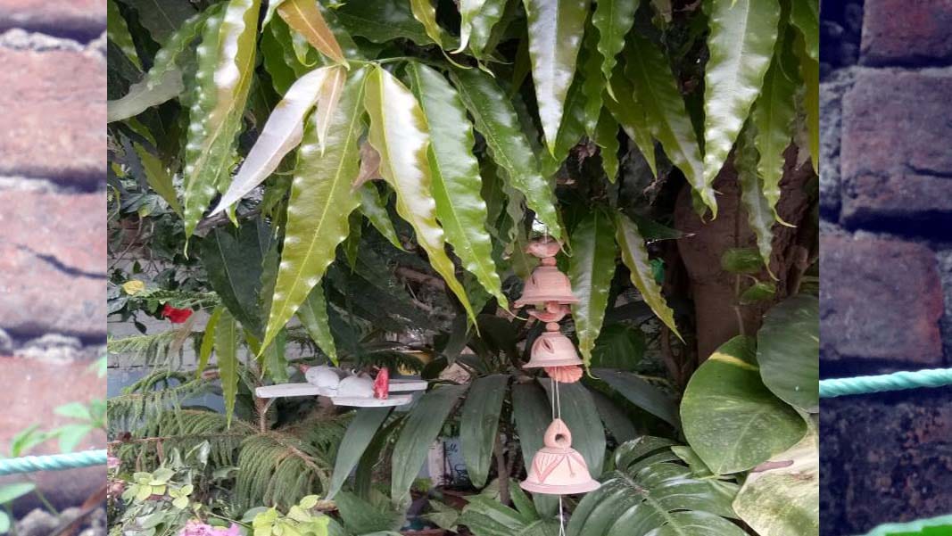 world sparrow day story