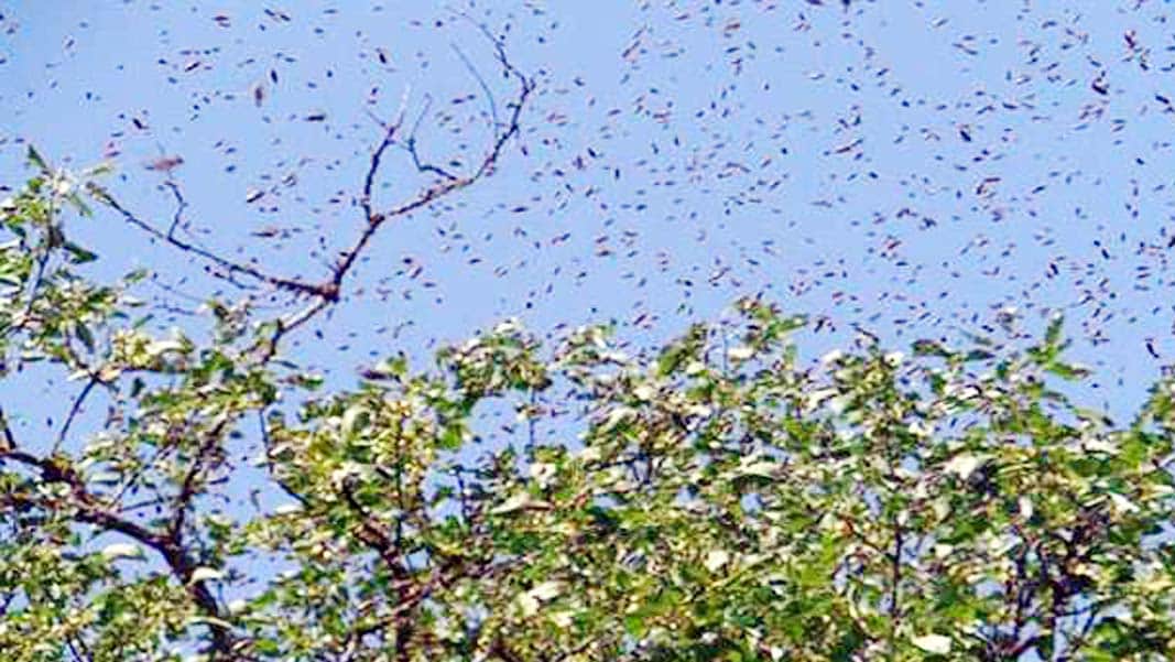 25 injured by bees attack