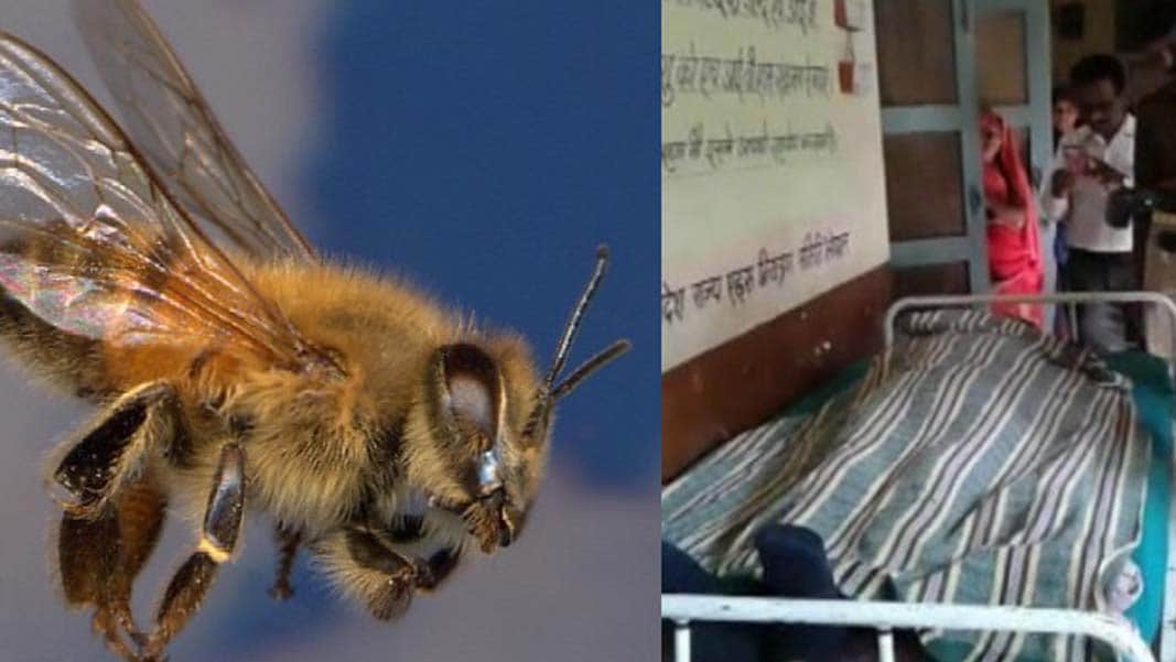 25 injured by bees attack