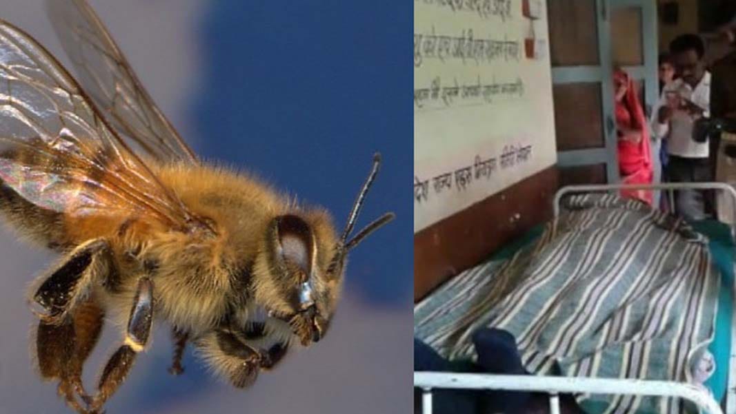 25 injured by bees attack
