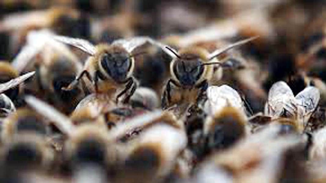 25 injured by bees attack