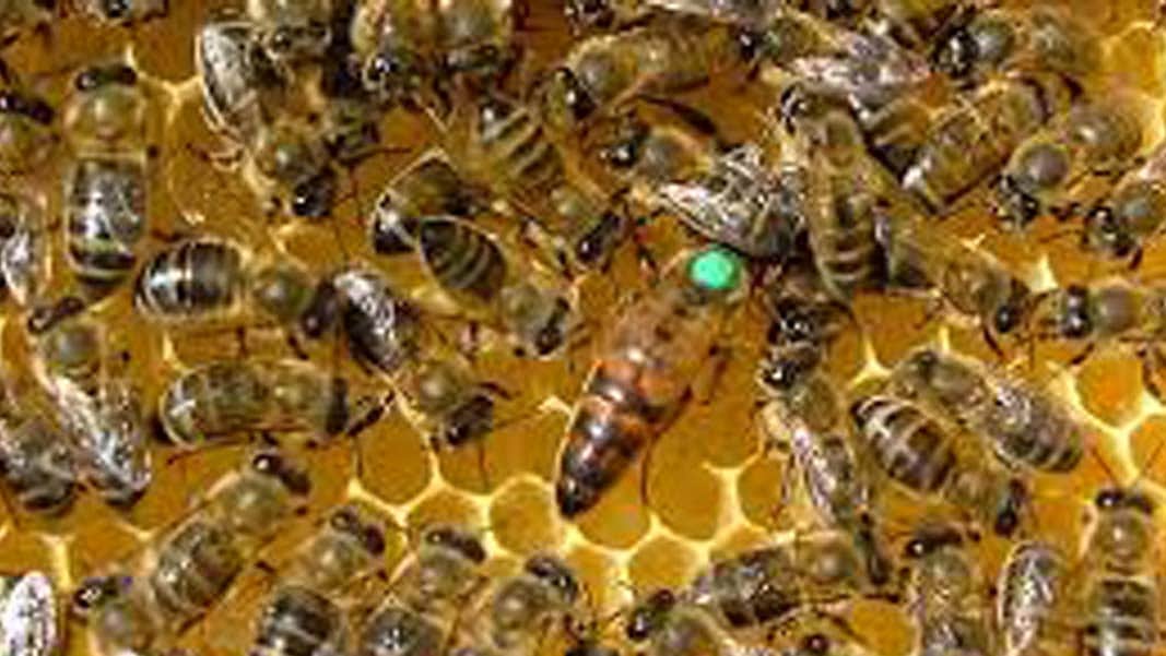 25 injured by bees attack