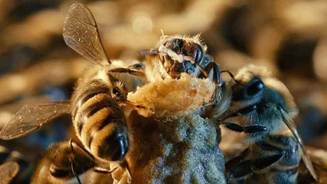 25 injured by bees attack