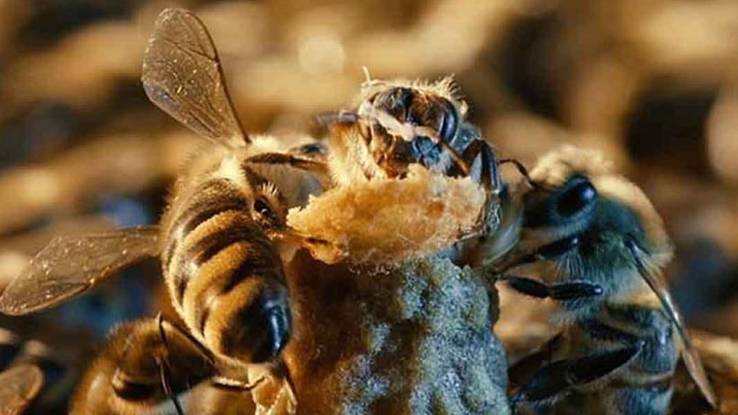 25 injured by bees attack