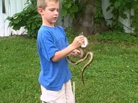 'legendary snake catcher' picking up one of world's most venomous King Cobras with bare hands
