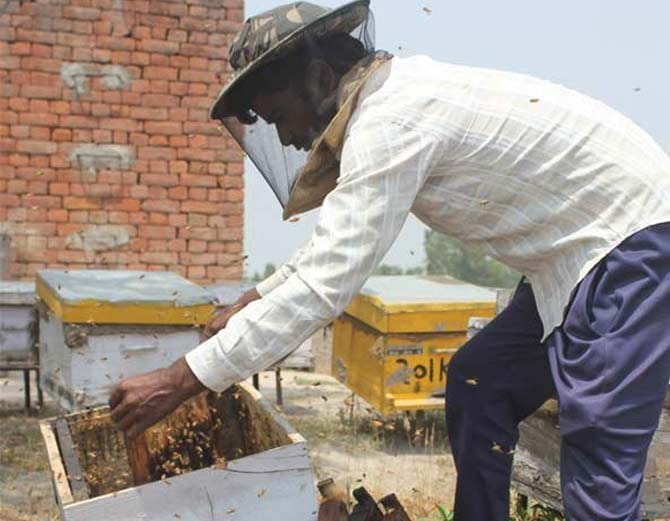 watch honey village in photos, whose farmers earn millions in one month by business of bees honey