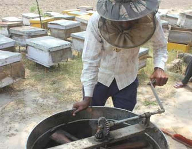 watch honey village in photos, whose farmers earn millions in one month by business of bees honey