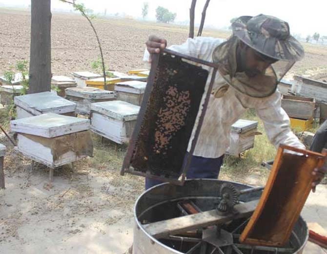 watch honey village in photos, whose farmers earn millions in one month by business of bees honey