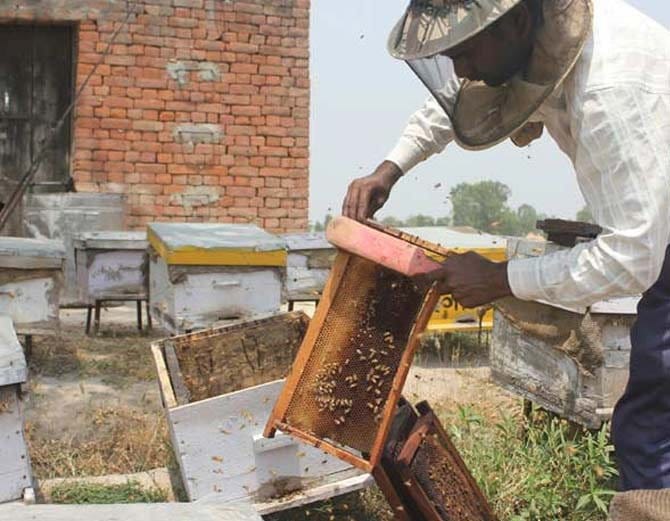 watch honey village in photos, whose farmers earn millions in one month by business of bees honey