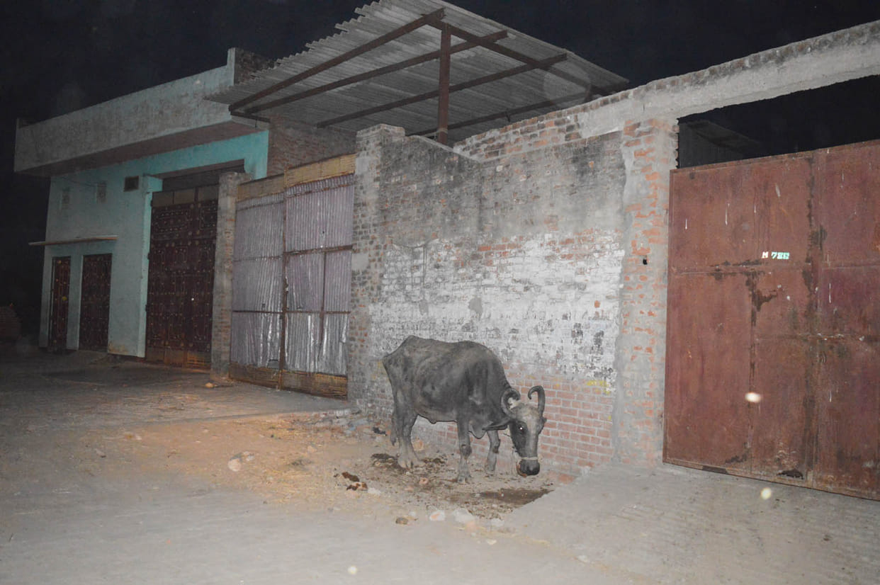 The administration has a waist on shutting slaughter house