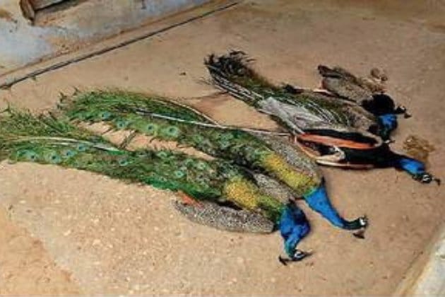 dead peacock found in pratapgarh