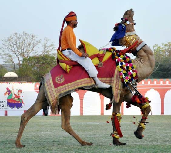 these scenes will be seen in the Rajasthan Day celebrations.
