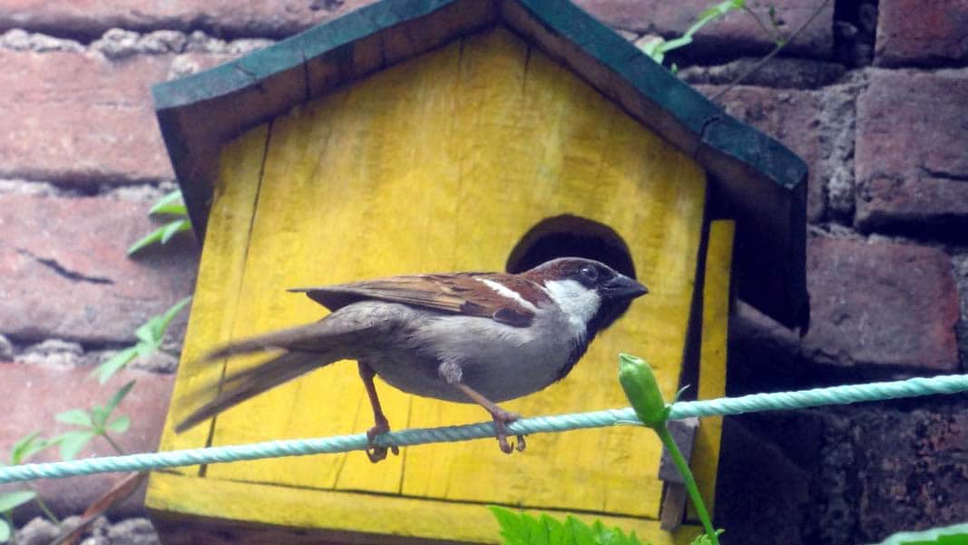 world sparrow day story