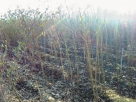 Three veggie harvester crop from short shirk
