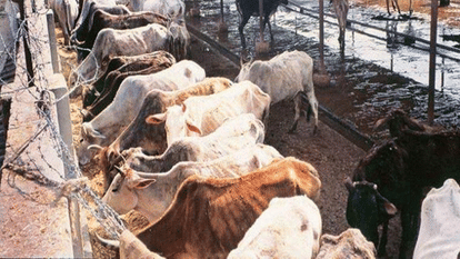  As the Yogi Government comes, the future of UP slaughterhouses in danger