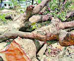 Contractor dies as the tree fell upon