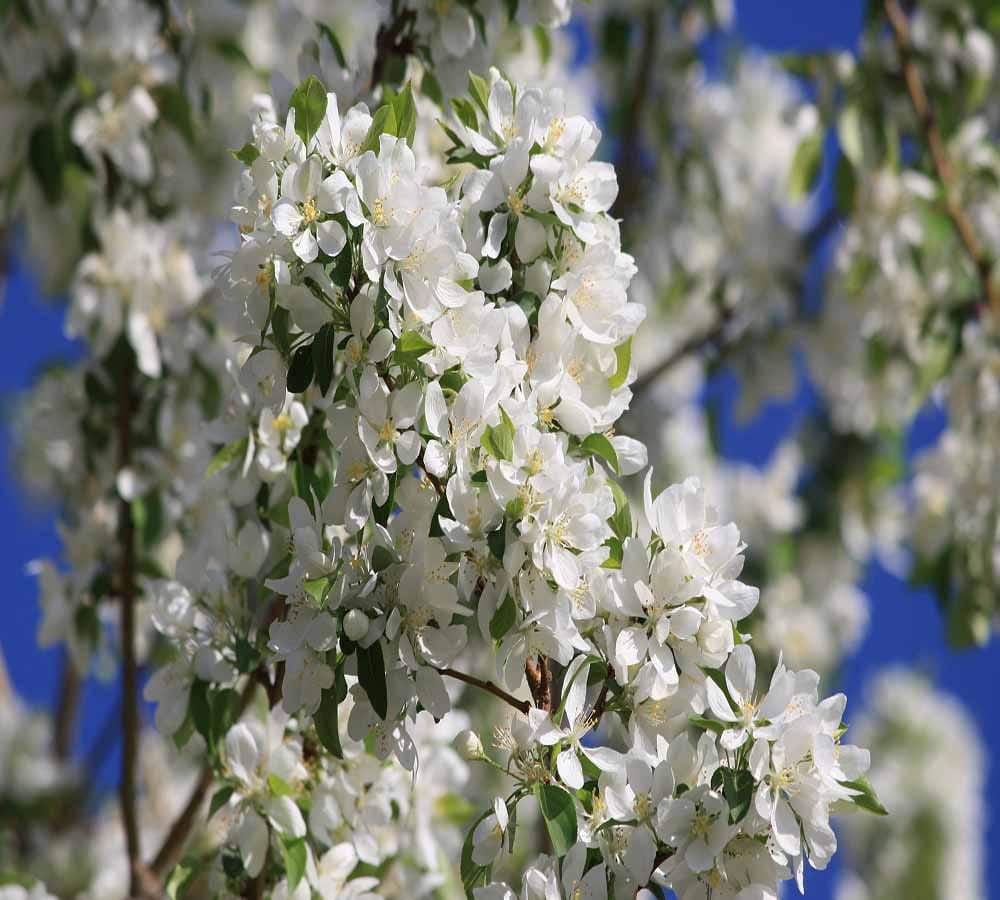 plants according  your zodiac sign