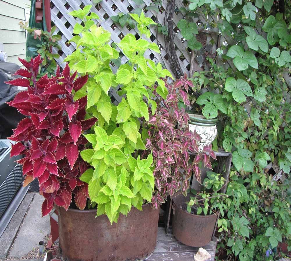 plants according  your zodiac sign