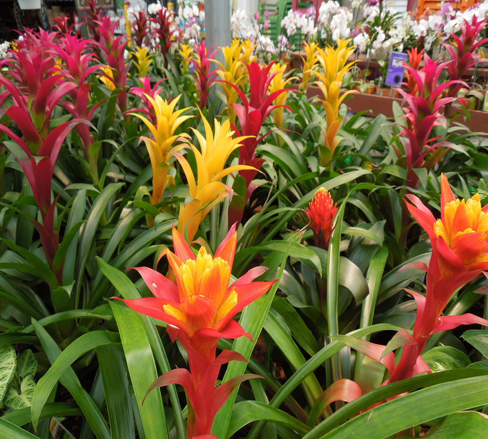 plants according  your zodiac sign