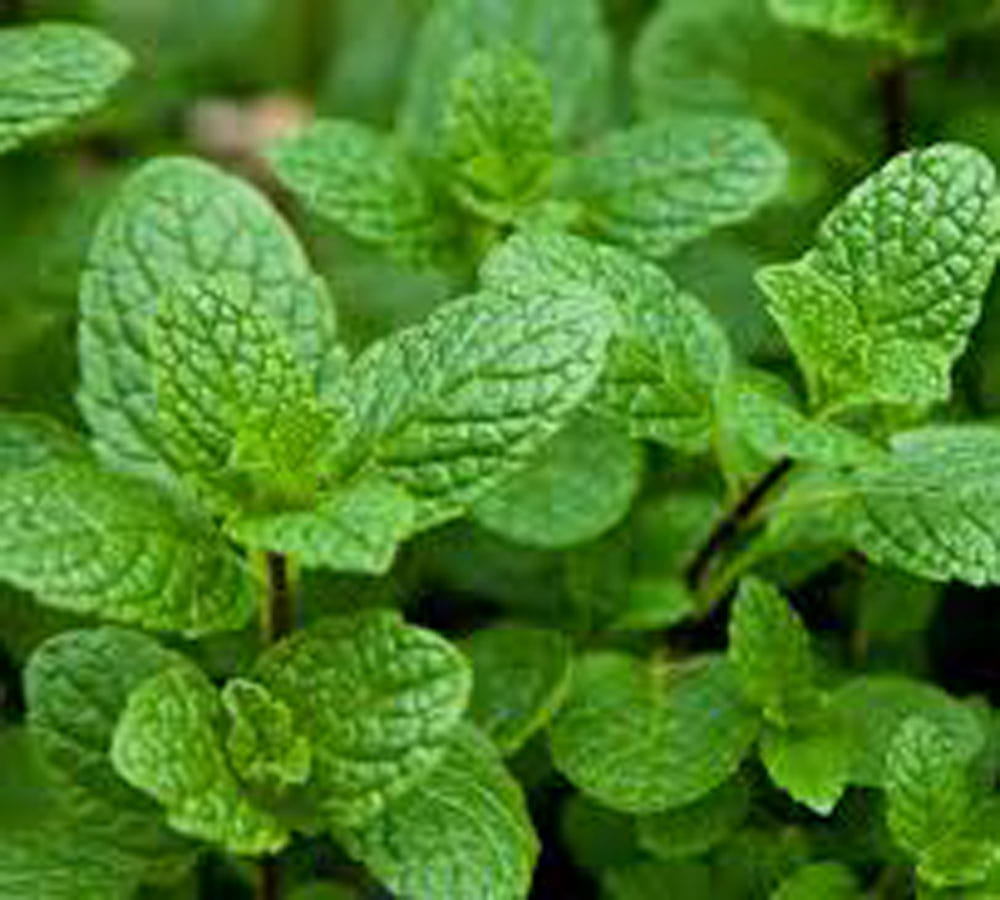 reduce body odor that caused by sweat