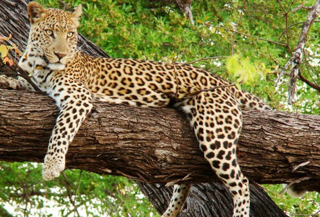 matter raise rajasthan assembly about sariska leopard poaching