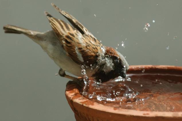 Sparrow Safety & Protection Required