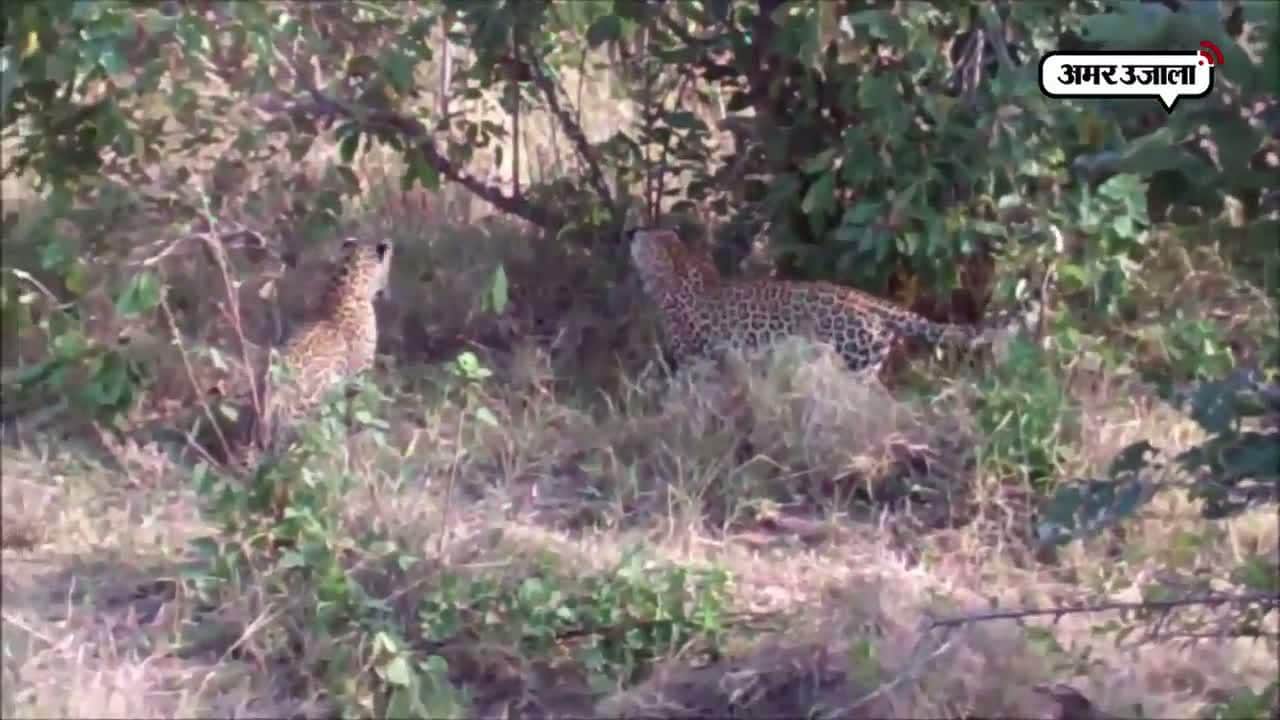 वायरल वीडियो