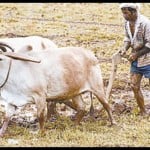 farmer 