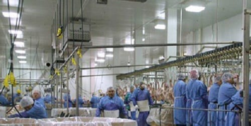 Know why the officer arrived in a bullet proof jacket to raid at meat plants