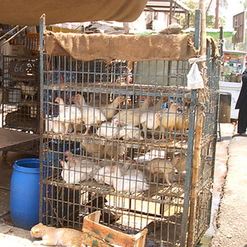 These slugs of Meerut have been defamed for animal cutting
