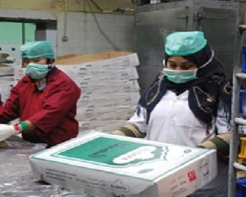 Thousands of women do work in slaughterhouse, animal Handles Handle To Cutting From Packing 