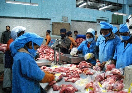 Thousands of women do work in slaughterhouse, animal Handles Handle To Cutting From Packing 