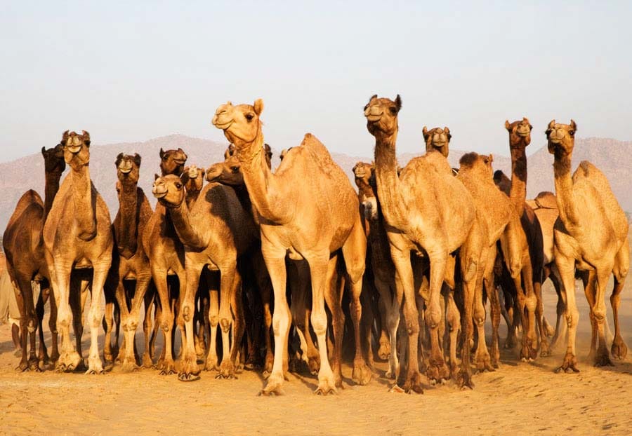 Animal calculations will be for the first time by pashupalan vibhag