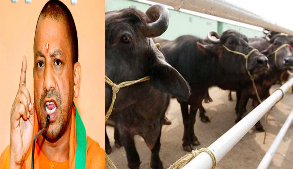 cm action on illegal slaughter house  