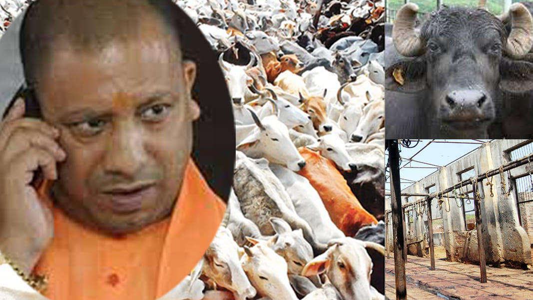 benefit or loss of yogi government from ban slaughterhouses 