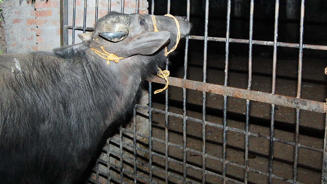  illegal slaughterhouses will be closed in 72 hours Now in Jharkhand