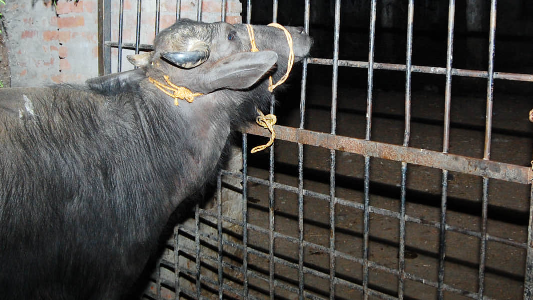 immediate action on slaughterhouses