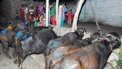  बूचड़खानों पर ताबड़तोड़ कार्रवाई