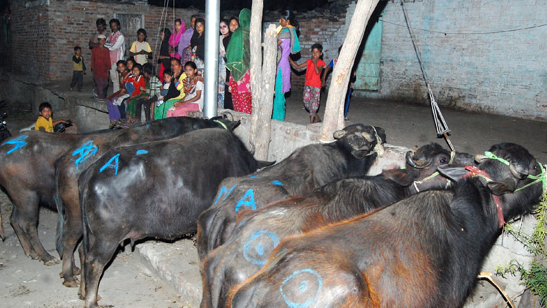 seven illegal slaughterhouses seized in dehradun