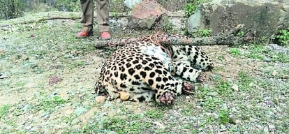 leopard poaching in himachal