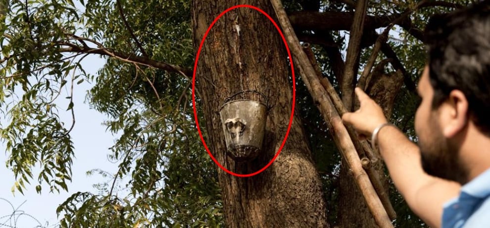 delhi university have a free open beer bar on neem tree, whose neem beer is keeping spirits high