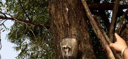 delhi university have a free open beer bar on neem tree, whose neem beer is keeping spirits high