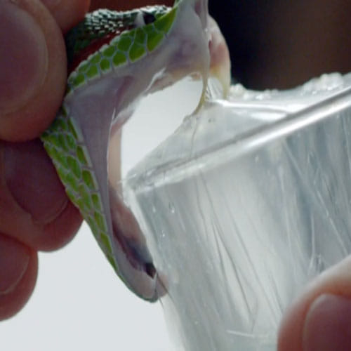 This guy take injection of snake venom last 30 years