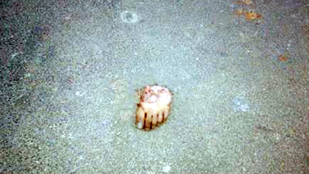 sensation from human claw