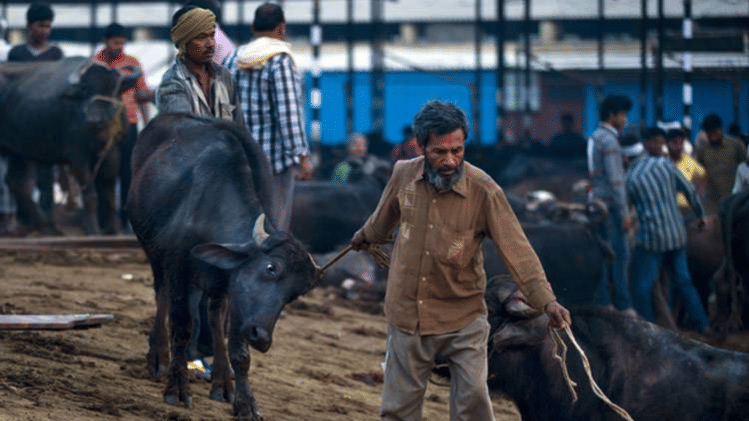 cm yogi adityanath stop slaughterhouse and these things