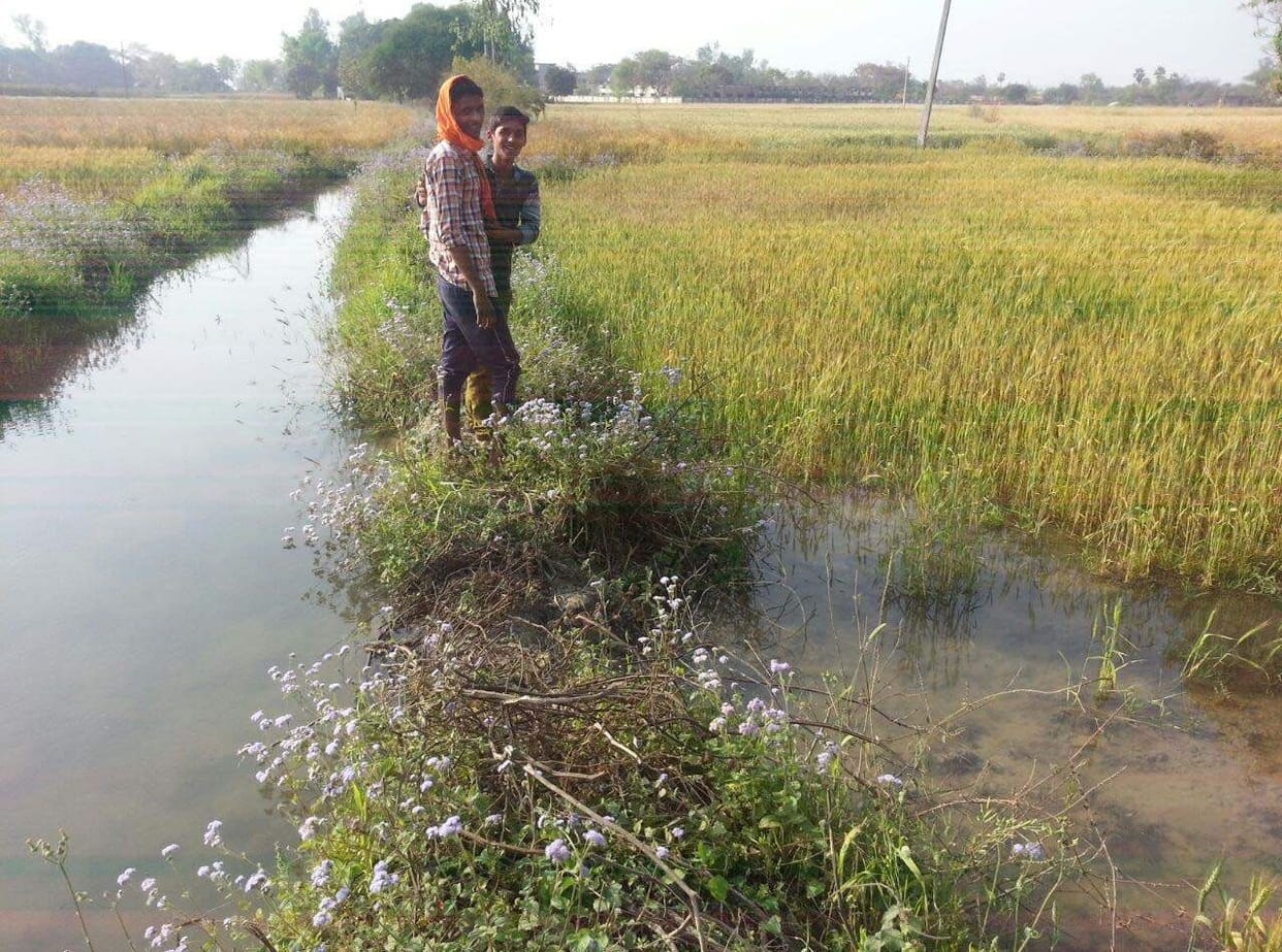 20 bigha wheat crop stuck