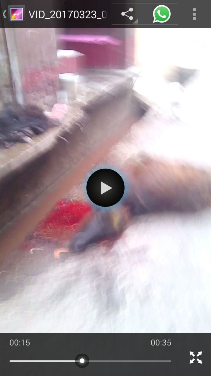 Animals are still being cut open in the open, thousands of animals are cut everyday